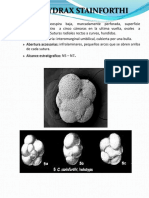 Catapsidrax Stainforthi