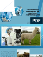 Transferencia Embrionaria en Camelidos Sudamericanos