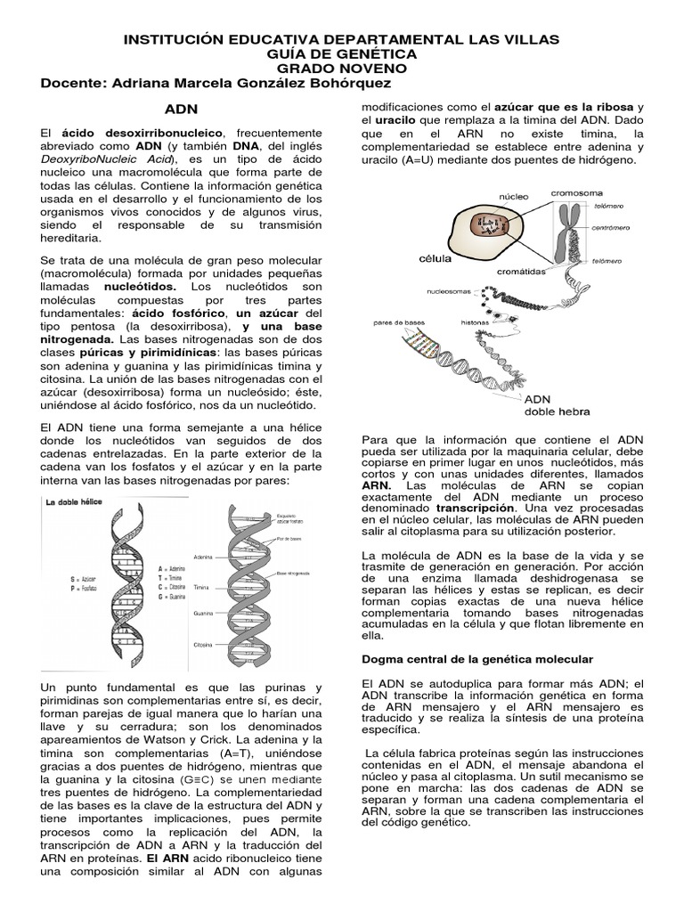ANEXO 2. Guia de ADN Y CODIGO GENÉTICO | PDF | Codigo genetico | Adn