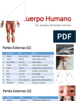 Cuerpo Humano etimologías médicas