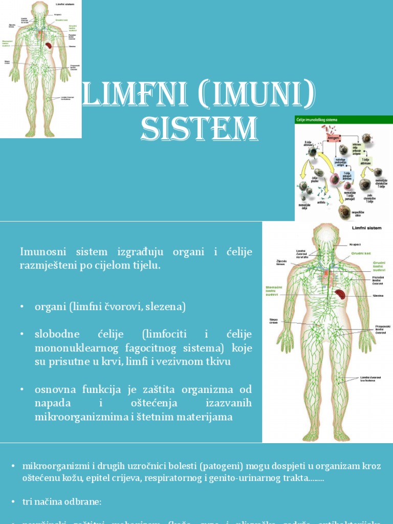 Limfni Sistem | PDF