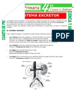 Sistema Excretor