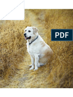 355289241-ReikiForDogs-pdf.pdf