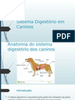 Sistema Digestório em Caninos 2.pptx