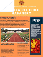 Parcela Del Chile Habanero