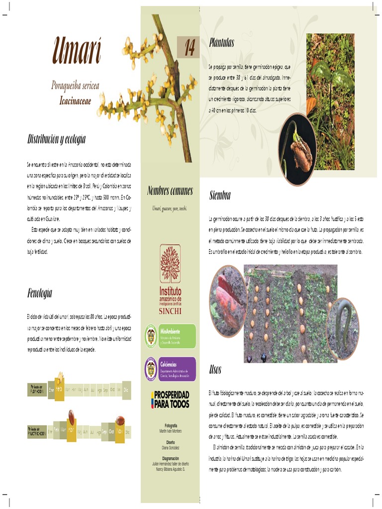Características del árbol umarí | PDF | Organismos | Plantas