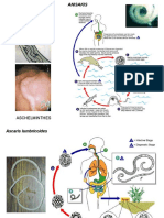 Ciclos Asquelmintos
