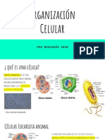 Organización Celular para PSU PDF