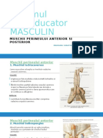 Muschii Perineului Anterior - Odp