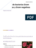 Bacterias Gram Positivas (&)
