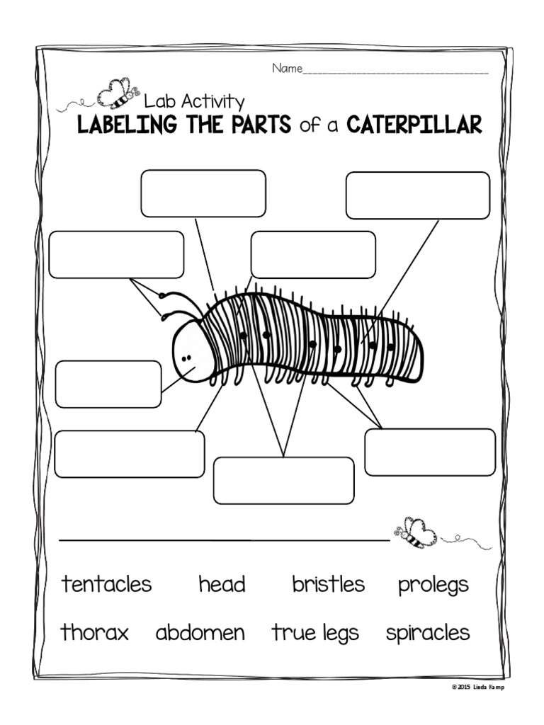 Parts of A Caterpillar PDF
