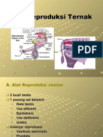 03-Alat Reproduksi Ternak