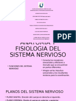 Anatomia y fisiologia del sistema nervioso