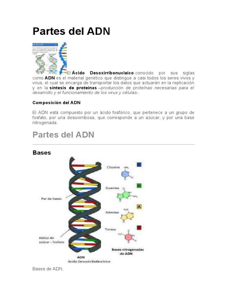 Partes y Composición del ADN | PDF | Adn | Cromosoma