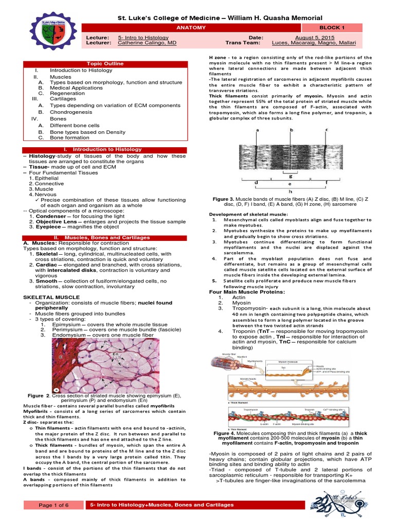 Histology of Muscles, Bones, and Cartilage | PDF | Osteoblast | Bone