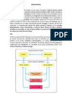 Neuroanatomía resumen