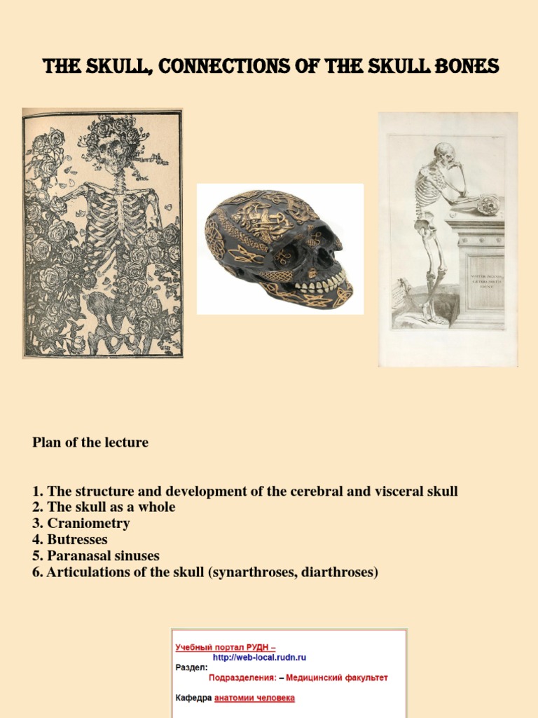 Skull Connections of The Skull Bones | PDF | Skull | Human Nose