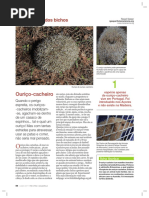 À descoberta dos ouriços