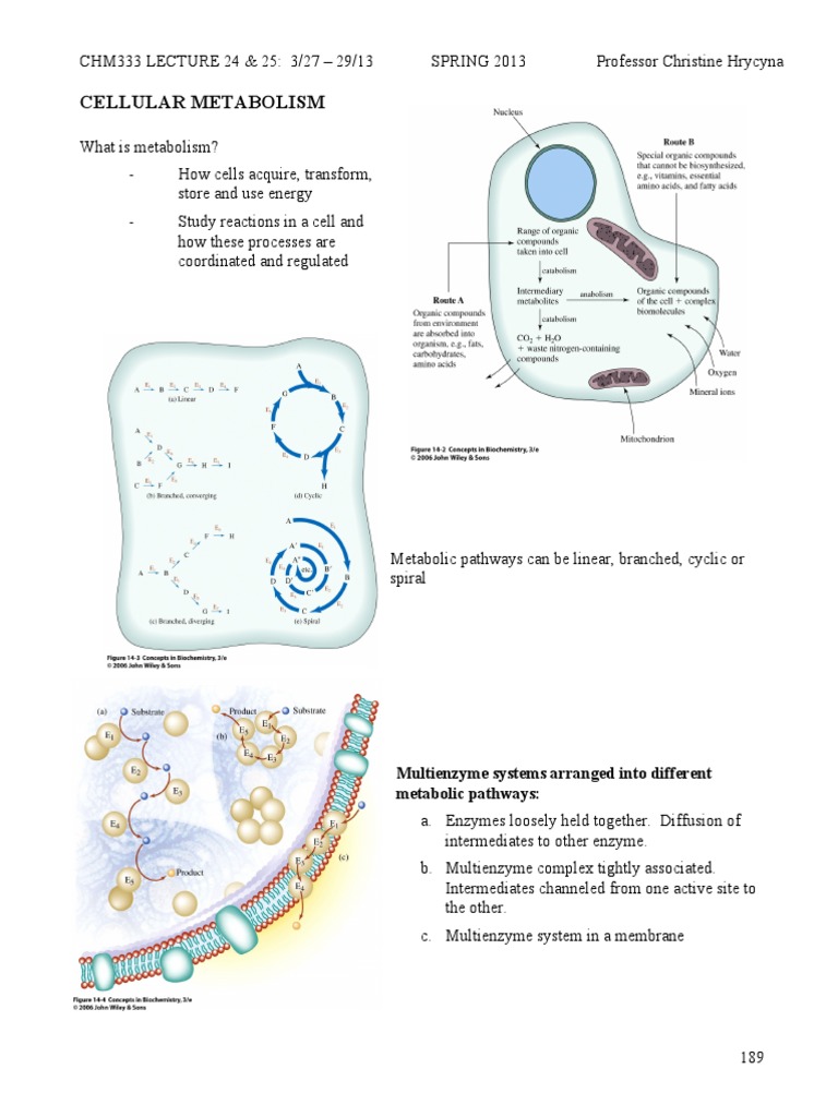 Metabolism Overview by Christine Hrycyna | PDF | Metabolism | Metabolic ...