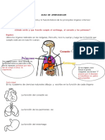 Órganos internos clave: corazón, pulmones y estómago