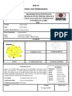 Hasilpraktikumpaleontologifilum Porifera - Fajar Manik - F1D219005 PDF