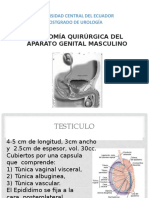 anatomia quirurgic genital masculino.pptx