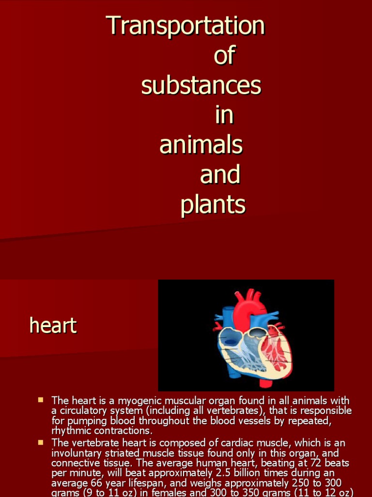 Transportation of Substances in Animals and Plants PDF Artery Capillary