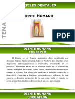 Morfologia Dental PDF