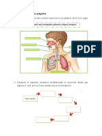 PREGUNTAS PARA GRADO 3. VIRTUAL . SISTEMA RESPIRATORIO HUMANO