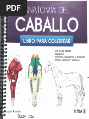 Anatomia Del Caballo Libro Para Colorear