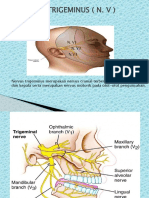 II. Nervus Trigeminus