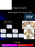 Anatomi Pelvis dan Fungsinya