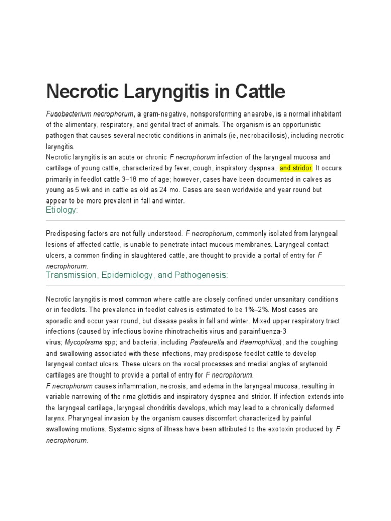 Necrotic Laryngitis in Cattle | PDF | Larynx | Esophagus
