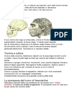 1 L'uomo di Neanderthal.pdf