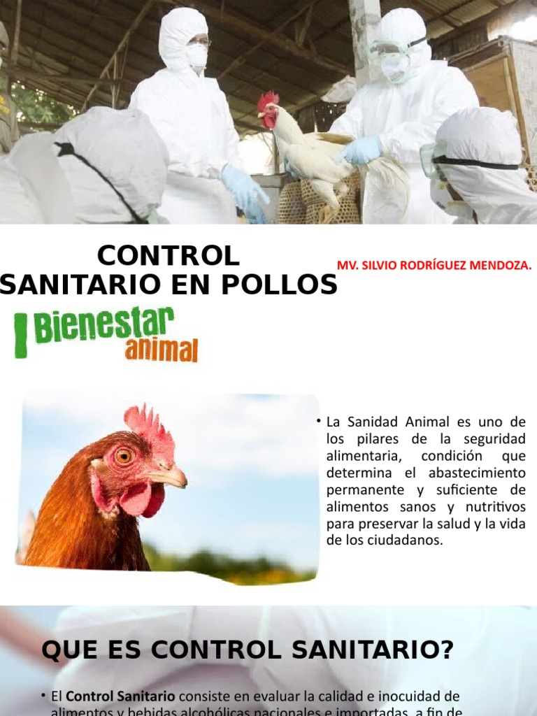 Manejo y Control Sanitario en Aves de Corral | PDF | Alimentos | Comida ...