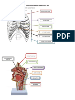 LKP Anatomi Blok Respirasi - Fityaya 2019730038