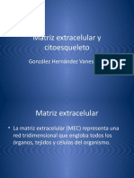 Matriz Extracelular y Citoesqueleto
