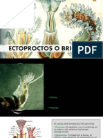 Ectoproctos o Briozoos