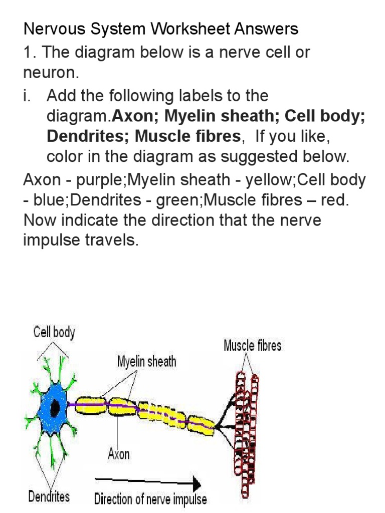 Nervous System Worksheet Answers: Dendrites Muscle Fibres, If You Like |  PDF | Neuron | Axon