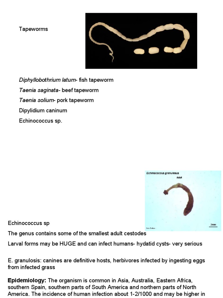 Tapeworms Diphyllobothrium LatumFish Tapeworm Taenia Saginata Beef