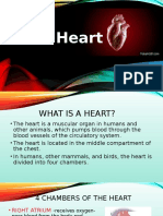 Report On The Heart