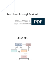 Jejas Sel dan Inflamasi Patologi Anatomi