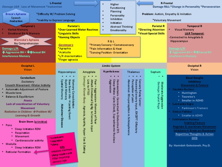 Brain Map | PDF | Temporal Lobe | Speech