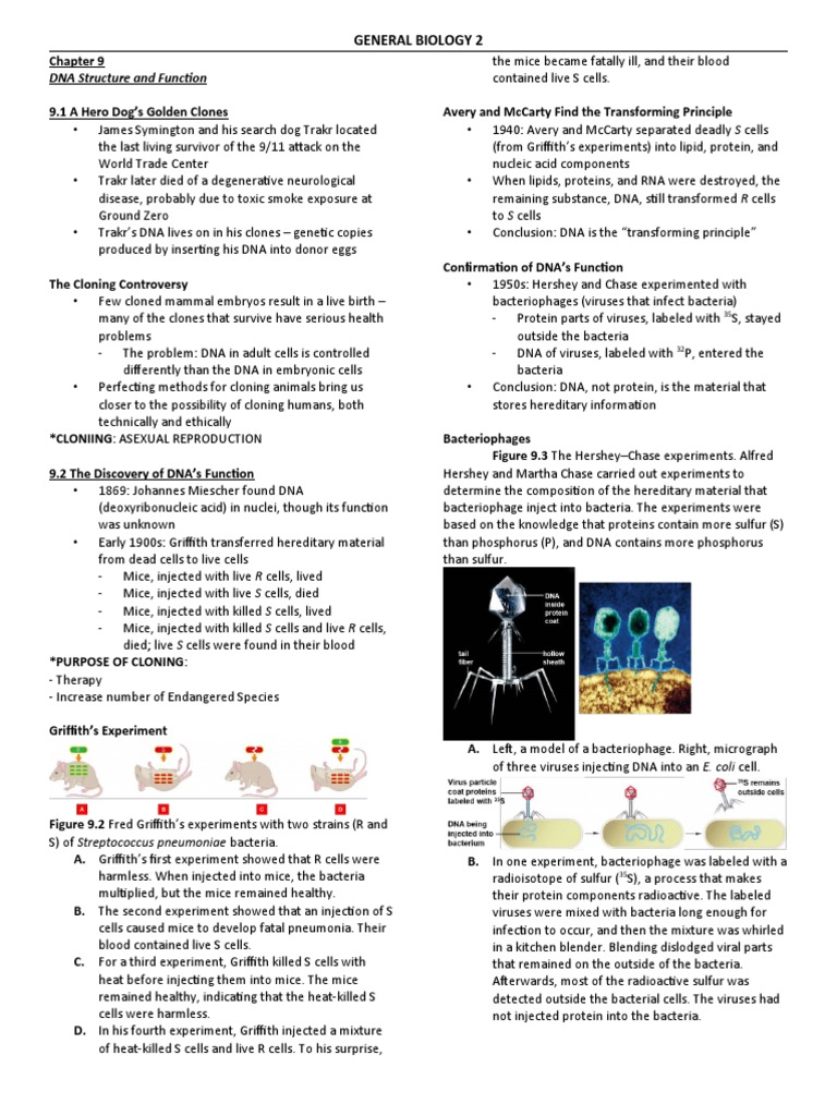 DNA Structure and Function Overview | PDF | Dna Replication | Dna