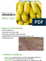 Banano Orgánico Nuevoo