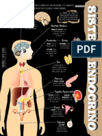 Infografia Sistema Endocrino PDF