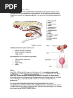 Anatomía del Sistema Urinario Canino | PDF | Riñón | Abdomen