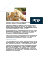 gato.pdf