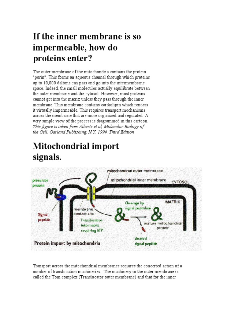 Mitochondrial Protein Translocation Mechanisms | PDF | Protein ...
