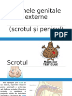 4. Organele genitale externe (scrotul şi penisul).pptx